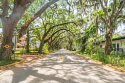 Oak Canopy Escape - Image 3