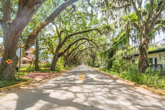 Oak Canopy Escape - Image 3